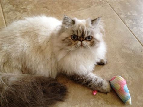 Himalayan Persian Cat Colors - Pets Lovers