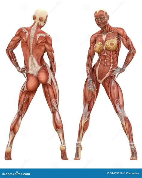 Female Muscular System Anatomy Stock Photo - Image: 51405110