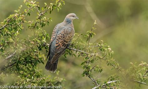 Dove Oriental Turtle (Streptopelia orientalis) - Tibet - World Bird Photos | World Bird Photos