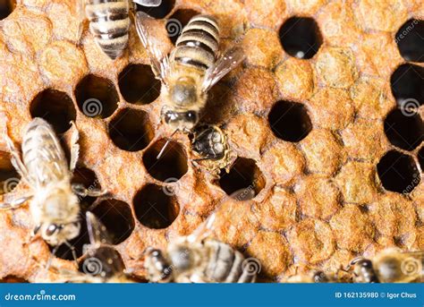 Bee Hive, Frame with Bees 2019 Stock Photo - Image of protective, cell ...