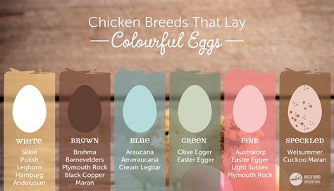 Egg Chart For Chickens