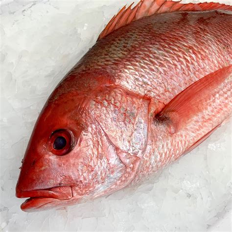 Whole Red Snapper 2 lb avg - Giuseppe's Market