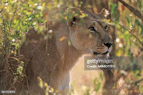 223 Prowling Lion Stock Photos, High-Res Pictures, and Images - Getty Images