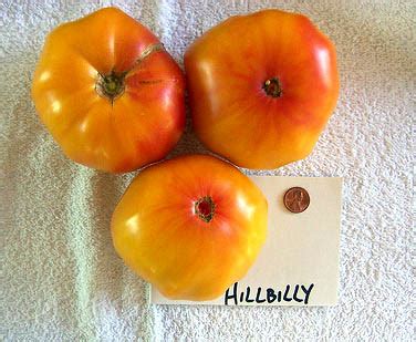 Love Apple Farm's Tomato Variety Photo Album: Hillbilly