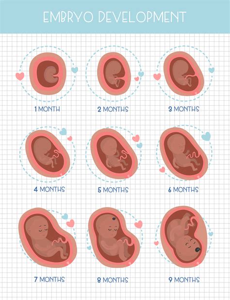 Pregnancy stages :: Behance