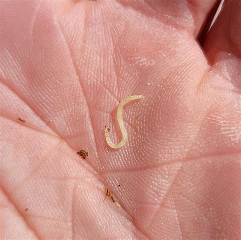 Tiny white worm with red tip for a head (Upstate NY) : r/whatsthisbug