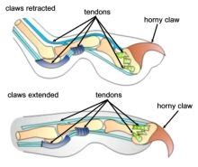 cat claws | Animal Anatomy | Pinterest | Skeletons, Anatomy and Cat anatomy