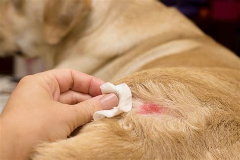 What Causes Contact Dermatitis In Dogs