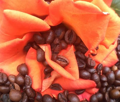 Roasted Large Coffee Beans on Red Rose, Coffee Beans Texture Background Stock Image - Image of ...