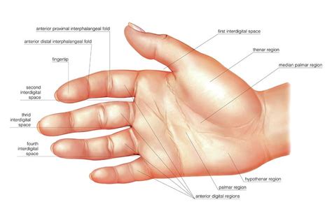 Muscles Of The Hand By Asklepios Medical Atlas | Images and Photos finder