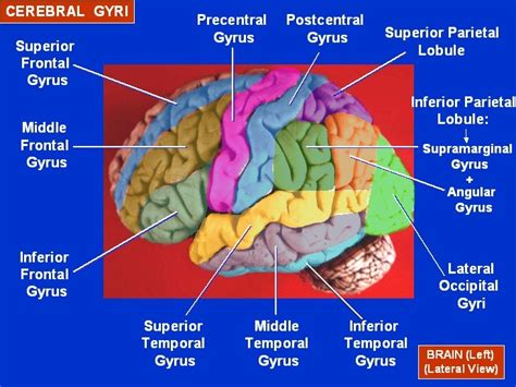 5 Ways Learning a New Language Benefits Your Brain « Mind Hacks ...