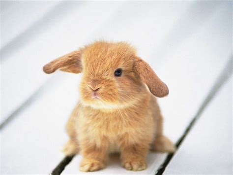 Cute Baby Bunny Wallpaper