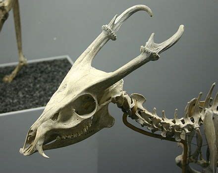 Muntjac - Wikipedia, the free encyclopedia (With images) | Deer skeleton, Animal skeletons ...