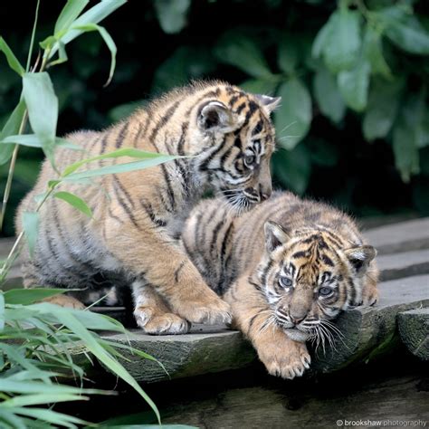 brookshaw photography — Two gorgeous Sumatran Tiger Cubs at Chester Zoo…