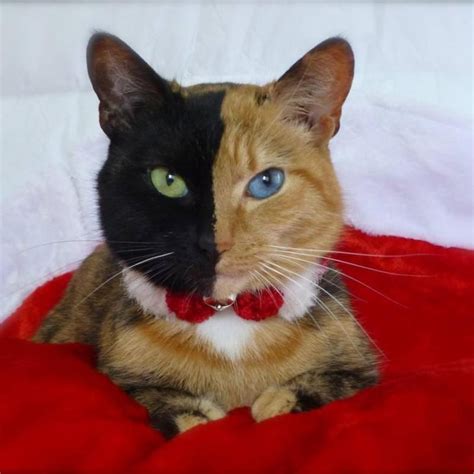 Meet Venus, the Majestic Two-Toned-Faced Cat | Two faced cat, Unique ...