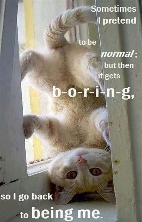 Adorable Upside Down Cat | Cat quotes funny, Cute jokes, Cute cat memes