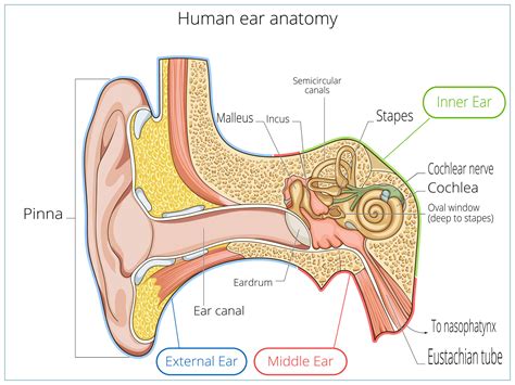 Eardrum Anatomy - Anatomical Charts & Posters