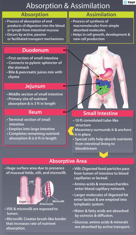 Absorption and Assimilation: Processes, Small Intestine, Videos, Examples