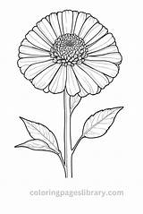 Free Printable Zinnia Coloring Pages For Kids sketch template