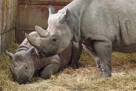 Two Black Rhinos Free Stock Photo - Public Domain Pictures