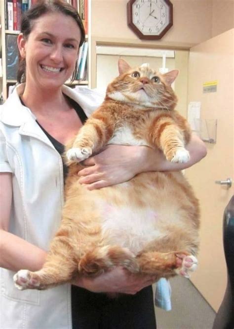 15 (Very!) Large Cats That Do Not Doubt How Cool They Are