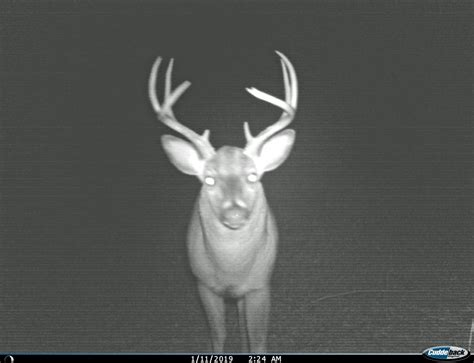 Deer Trail Camera Setup for Any Hunting Location | Great Days Outdoors