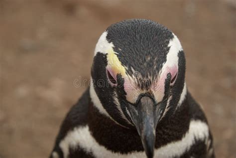 Penguin Colony on Isla Magdalena Island, Chile Stock Image - Image of wings, white: 277976061