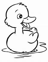 Duck Coloring Pages  Best For Kids sketch template