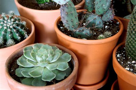 What's the Difference Between Cacti and Succulents?