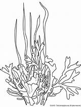 Seaweed Coloring Pages At GetColoringscom  Free Printable Colorings sketch template