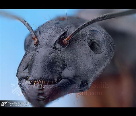 Head of an ant | Ants, Animals, Bugs and insects