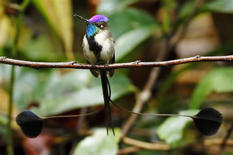 marvelous spatuletail | marvelous spatuletail (Loddigesia mi… | Flickr