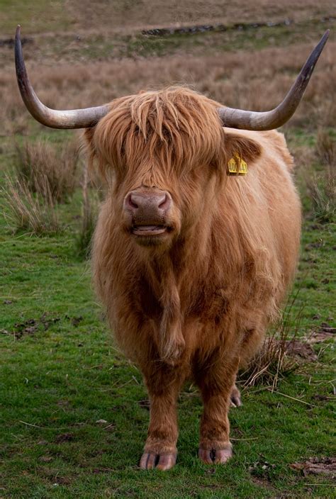 Highland Coos in Glen Lonan, United Kingdom