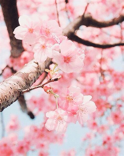 Cherry Blossom Aesthetic Background | PixLith