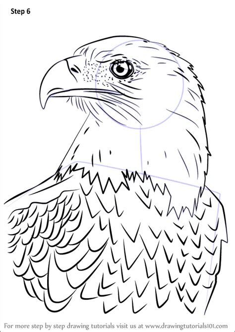 Learn How to Draw Bald Eagle Head (Bird of prey) Step by Step : Drawing Tutorials