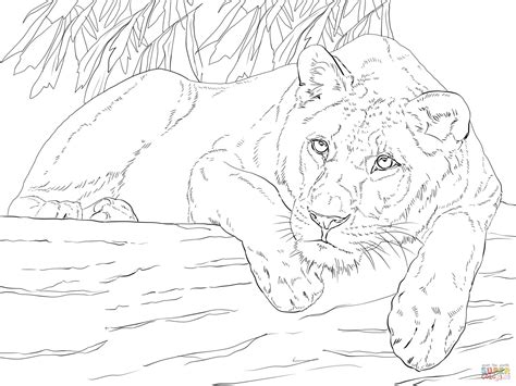 Lying Lioness coloring page | Free Printable Coloring Pages