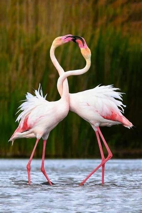 Flamingos mating ritual Pretty Birds, Love Birds, Beautiful Birds ...