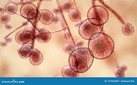 Candida Auris Fungi, Emerging Multidrug Resistant Fungus Stock Photography | CartoonDealer.com ...