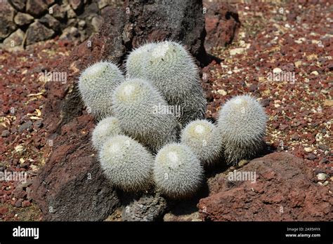 A desert Cactus garden in California Stock Photo - Alamy