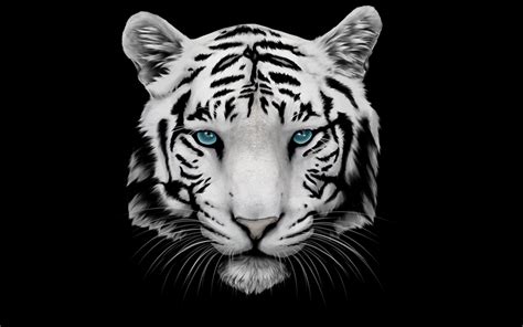 White Tiger Wallpapers Images Photos Pictures Backgrounds