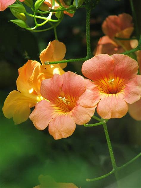 Campsis grandiflora | Beautiful Orange Flowers