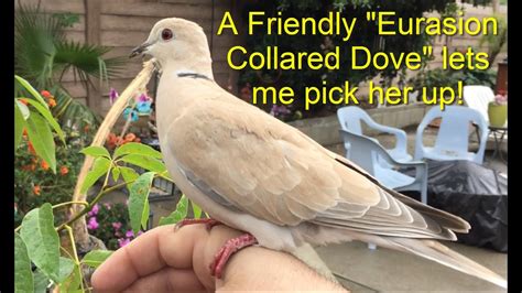 A Very Friendly Barbary Dove on My Hand - YouTube