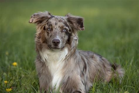 Australian Shepherd Training