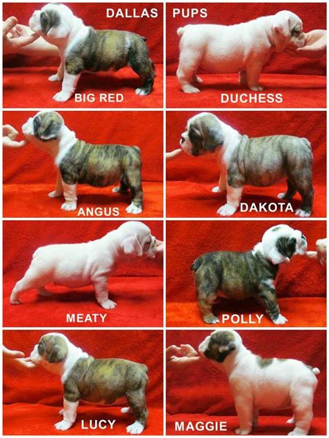 Image result for american bulldog puppy for sale or free | Bulldog puppies for sale, American ...