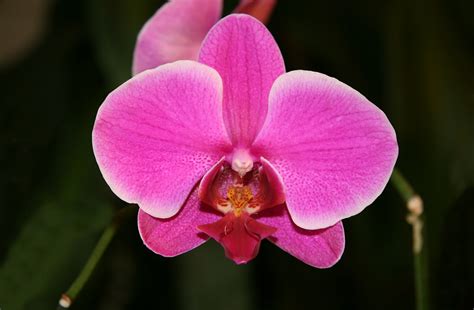 blossoms: Phalaenopsis