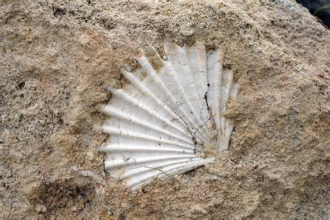 How To Clean Shell Fossils (Step-By-Step Guide) - Rock Seeker