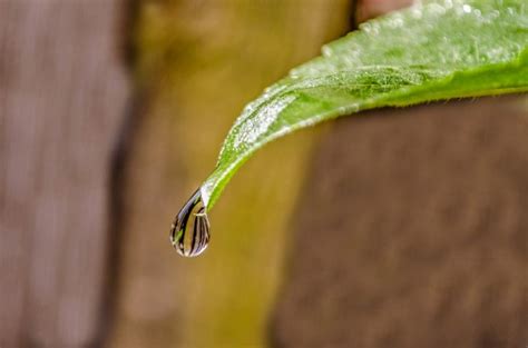 Water Drop On The Leaf Free Stock Photo - Public Domain Pictures