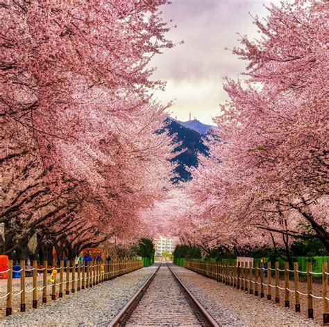 Where to See Cherry Blossoms in Philadelphia: A Guide to the Best Spots - Fruit Faves