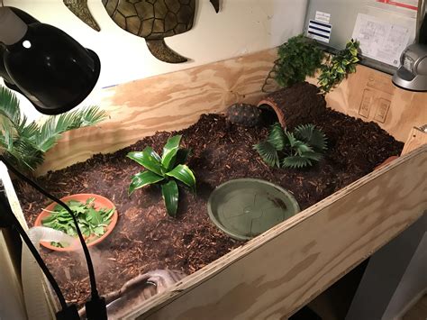 How To Build The Best Enclosure For Your Greek Tortoise, 55% OFF