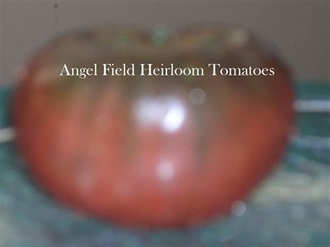 Black/Heirloom/Tomatoes